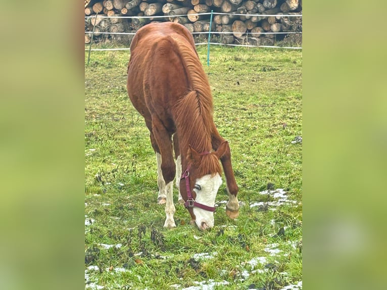 Paint Horse Yegua 1 año 150 cm Overo-todas las-capas in Steinebrunn