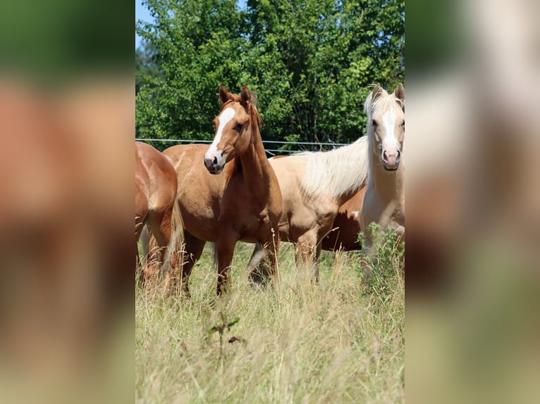 Paint Horse Yegua 1 año 150 cm Red Dun/Cervuno in Hellenthal