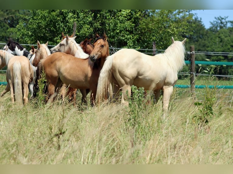Paint Horse Yegua 1 año 150 cm in Hellenthal