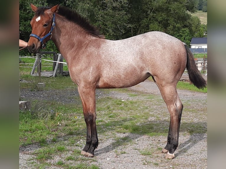 Paint Horse Yegua 1 año 158 cm Castaño-ruano in Auengrund