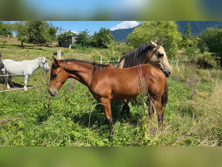 Paint Horse Yegua 1 año Castaño rojizo in allinges