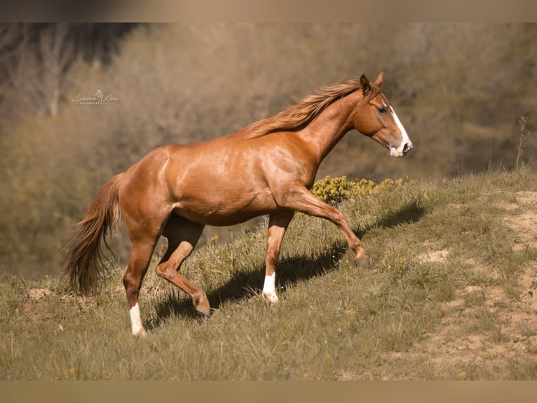 Paint Horse Yegua 2 años 143 cm Alazán in HÖCHSTBERG