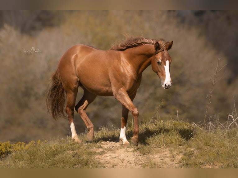 Paint Horse Yegua 2 años 143 cm Alazán in HÖCHSTBERG