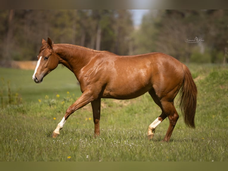 Paint Horse Yegua 2 años 143 cm Alazán in HÖCHSTBERG