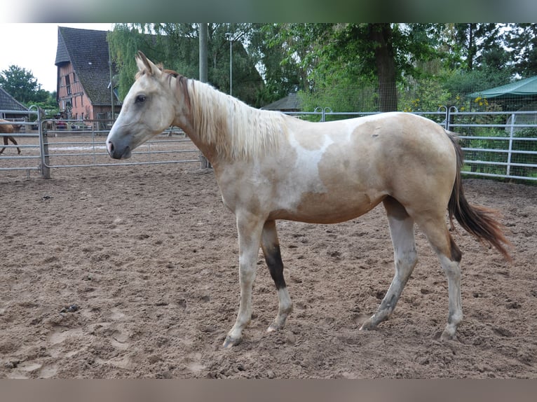 Paint Horse Yegua 2 años 150 cm in B&#xFC;ckeburg Evesen