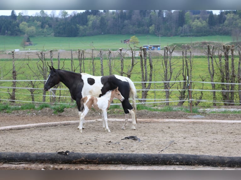 Paint Horse Yegua 2 años 150 cm Tobiano-todas las-capas in Eggenthal