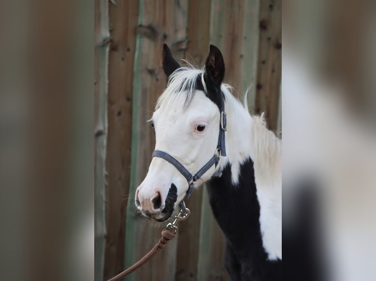 Paint Horse Yegua 2 años 150 cm Toverotodas lascapas in Hellenthal
