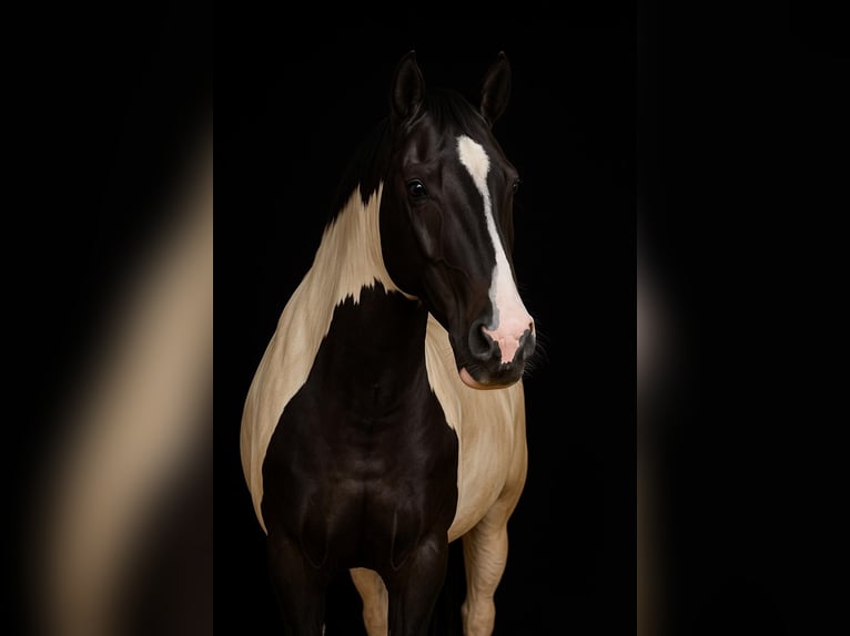 Paint Horse Yegua 2 años 154 cm Tobiano-todas las-capas in Großvolderberg Paint Horse Yegua 2 años 154 cm Tobiano-todas las-capas in Großvolderberg