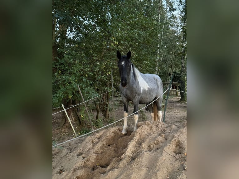 Paint Horse Mestizo Yegua 2 años 160 cm Pío in Elmenhorst