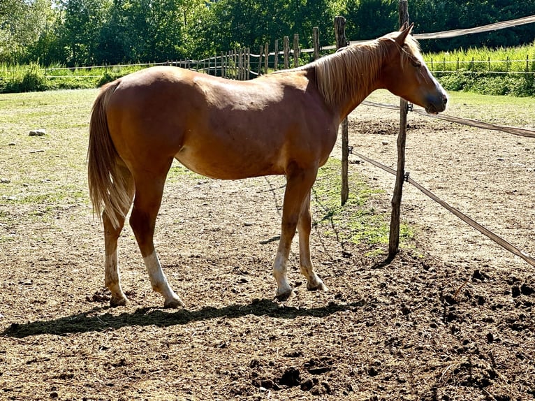 Paint Horse Yegua 2 años Alazán in Udine