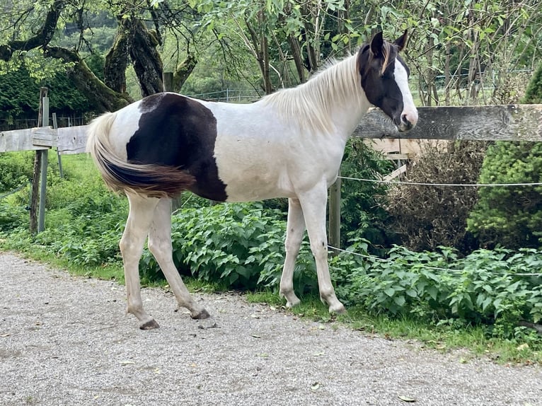 Paint Horse Yegua 2 años Tobiano-todas las-capas in Bernau am Chiemsee
