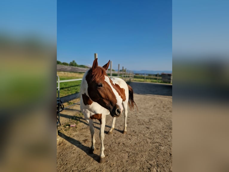 Paint Horse Yegua 2 años Tobiano-todas las-capas in Rheinfelden