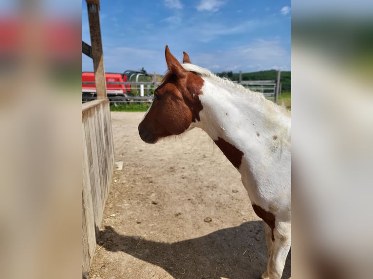 Paint Horse Yegua 2 años Tobiano-todas las-capas in Rheinfelden