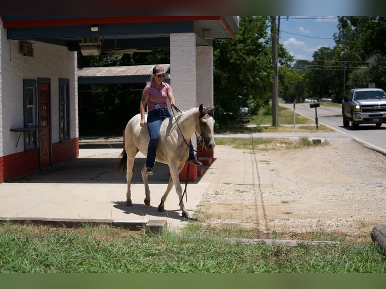 Paint Horse Yegua 3 años 147 cm Buckskin/Bayo in Pilot Point