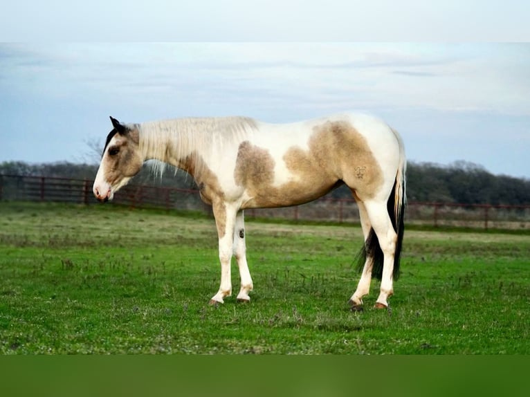 Paint Horse Yegua 3 años 147 cm Buckskin/Bayo in Pilot Point