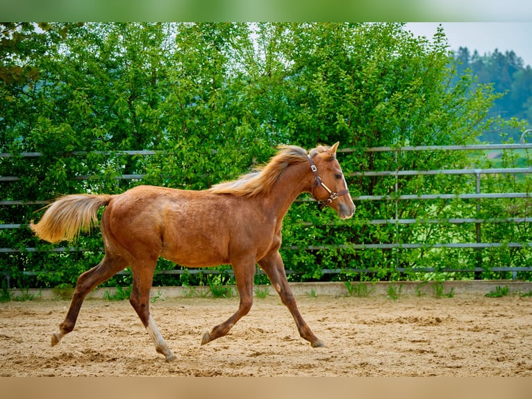 Paint Horse Yegua 3 años 150 cm Alazán in Eggenthal