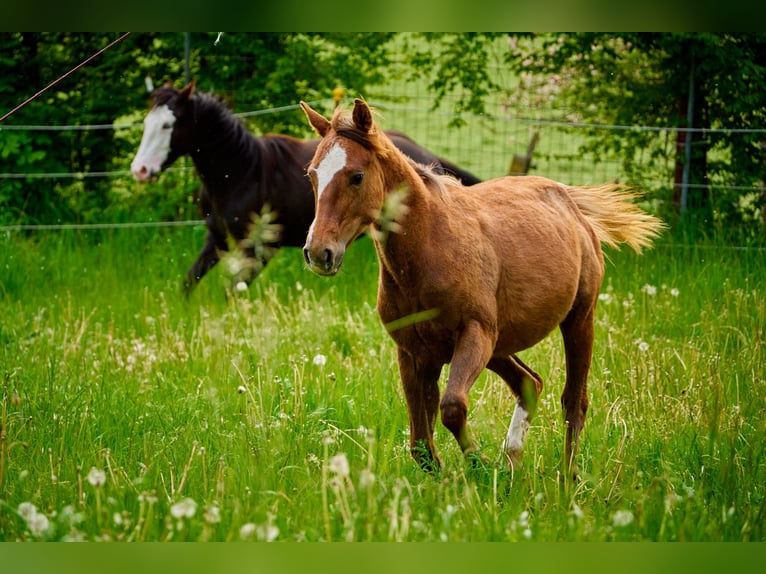 Paint Horse Yegua 3 años 150 cm Alazán in Eggenthal