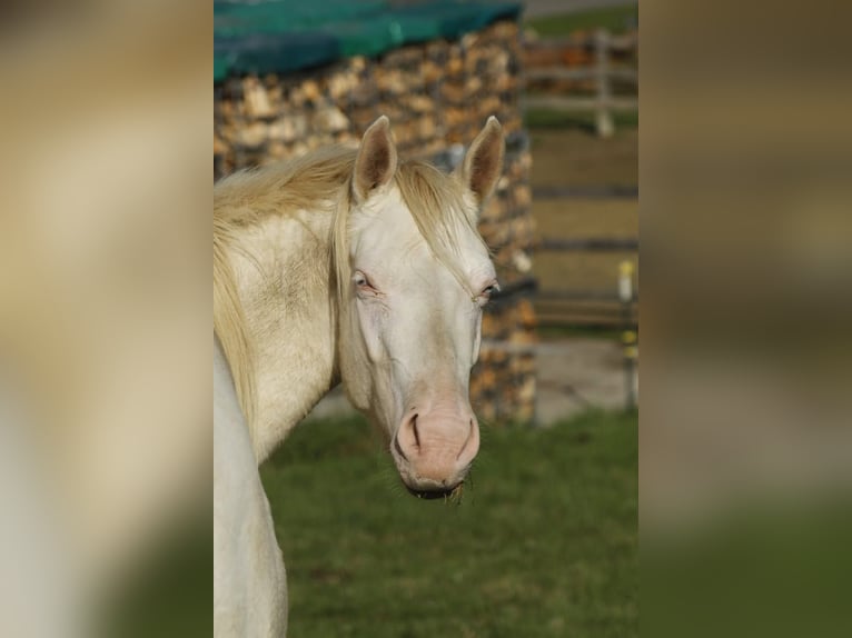 Paint Horse Yegua 3 años 150 cm Perlino in Warburg