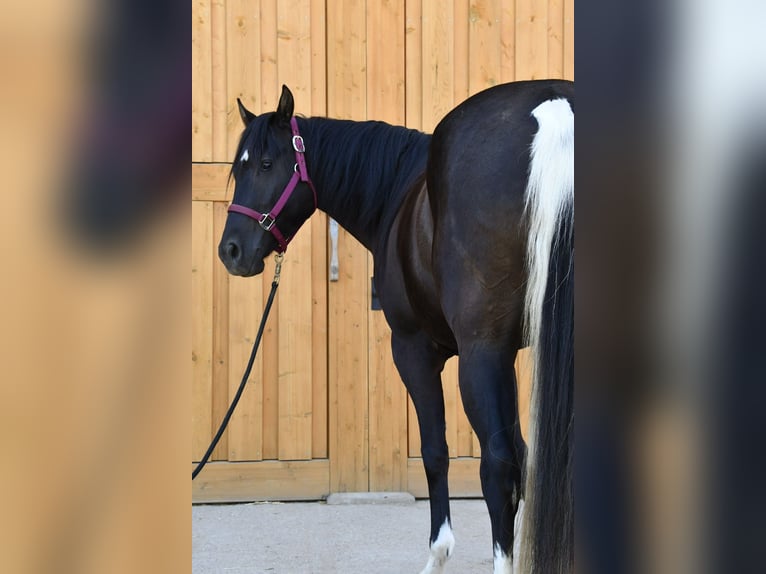 Paint Horse Yegua 3 años 153 cm Tobiano-todas las-capas in Alberndorf