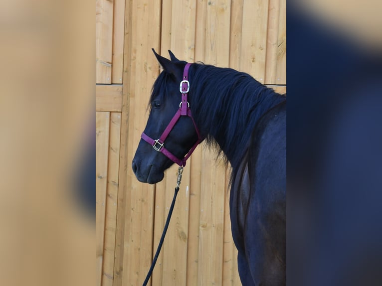 Paint Horse Yegua 3 años 153 cm Tobiano-todas las-capas in Alberndorf