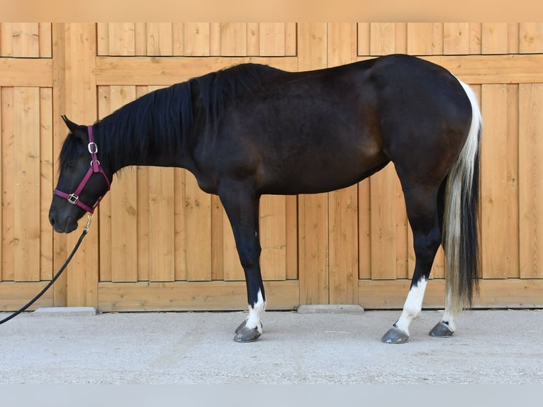 Paint Horse Yegua 3 años 153 cm Tobiano-todas las-capas in Alberndorf