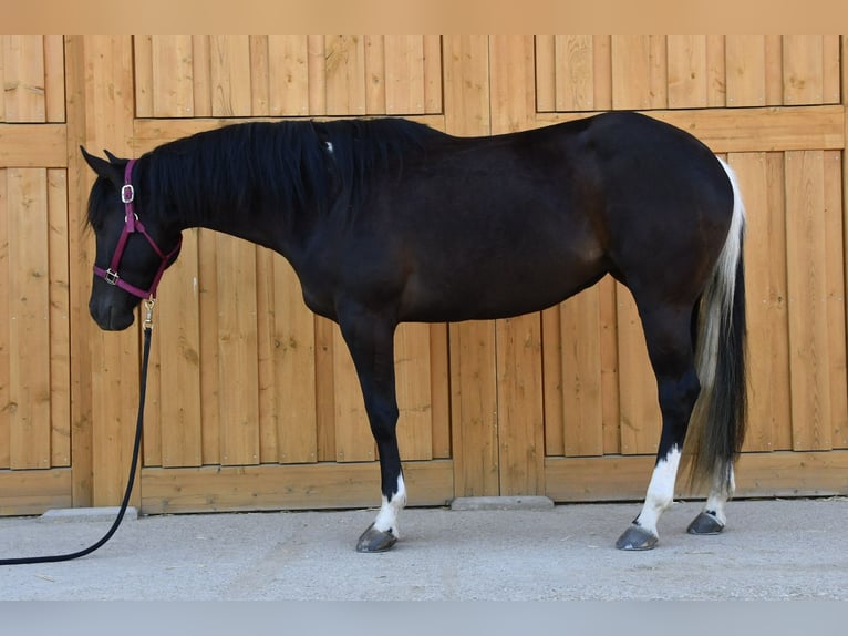 Paint Horse Yegua 3 años 153 cm Tobiano-todas las-capas in Alberndorf