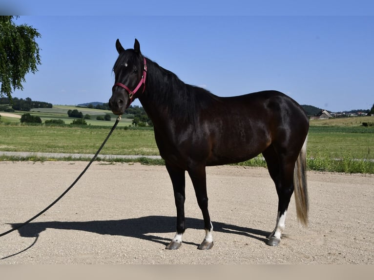 Paint Horse Yegua 3 años 153 cm Tobiano-todas las-capas in Alberndorf