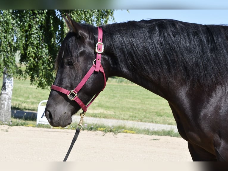 Paint Horse Yegua 3 años 153 cm Tobiano-todas las-capas in Alberndorf