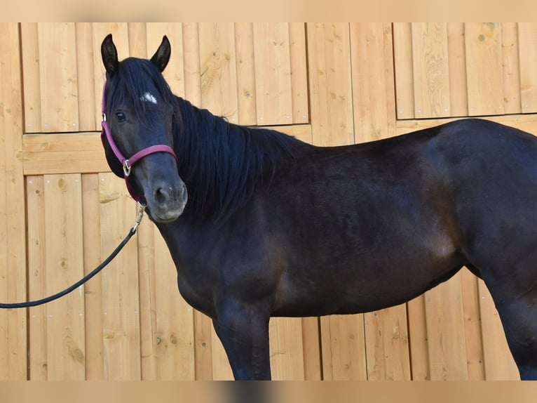 Paint Horse Yegua 3 años 153 cm Tobiano-todas las-capas in Alberndorf