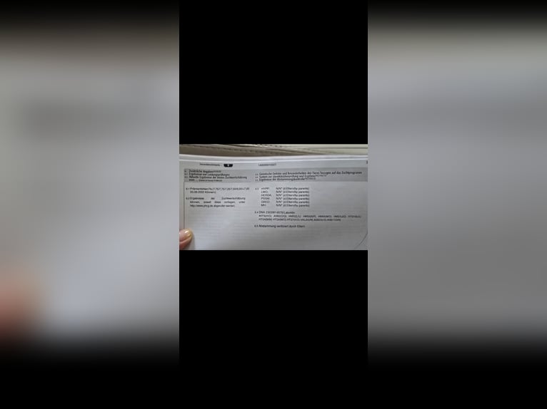 Paint Horse Yegua 3 años 155 cm Palomino in Biendorf Paint Horse Yegua 3 años 155 cm Palomino in Biendorf