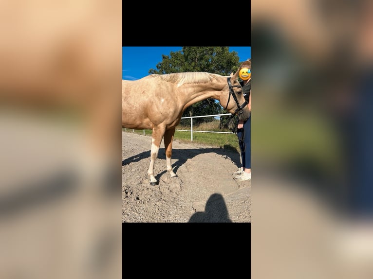 Paint Horse Yegua 3 años 155 cm Palomino in Biendorf Paint Horse Yegua 3 años 155 cm Palomino in Biendorf