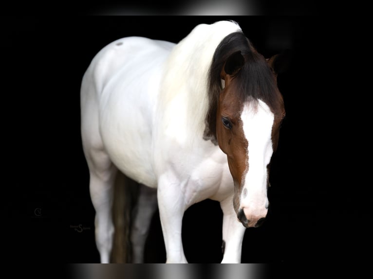 Paint Horse Yegua 4 años 137 cm Pío in Clover