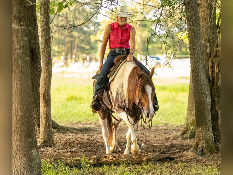 Paint Horse Yegua 4 años 145 cm Tobiano-todas las-capas in Lufkin, TX