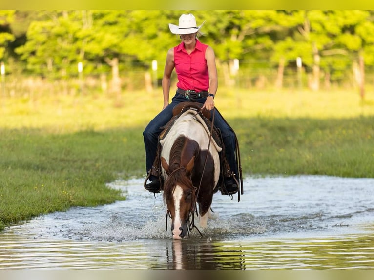 Paint Horse Yegua 4 años 145 cm Tobiano-todas las-capas in Lufkin, TX