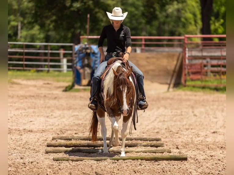 Paint Horse Yegua 4 años 145 cm Tobiano-todas las-capas in Lufkin, TX
