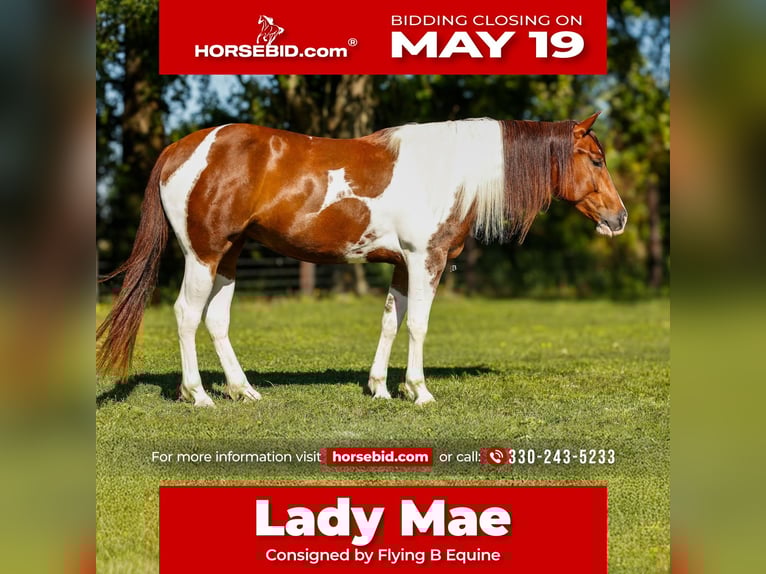 Paint Horse Yegua 4 años 145 cm Tobiano-todas las-capas in Lufkin, TX
