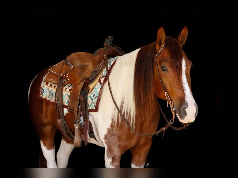 Paint Horse Yegua 4 años 145 cm Tobiano-todas las-capas in Lufkin, TX