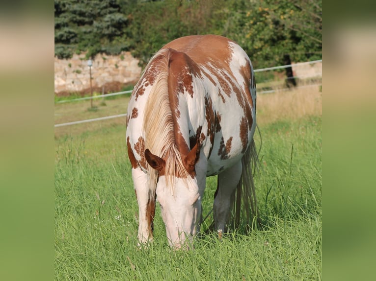 Paint Horse Yegua 4 años 150 cm Overo-todas las-capas in Bautzen