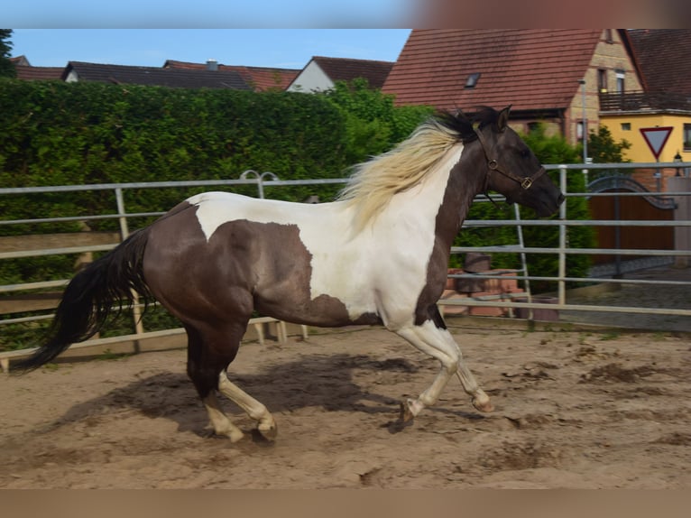 Paint Horse Yegua 4 años 152 cm Grullo in Ahorn