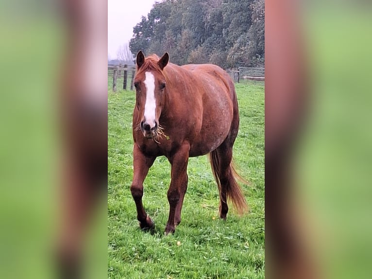 Paint Horse Yegua 4 años 153 cm in Gavere