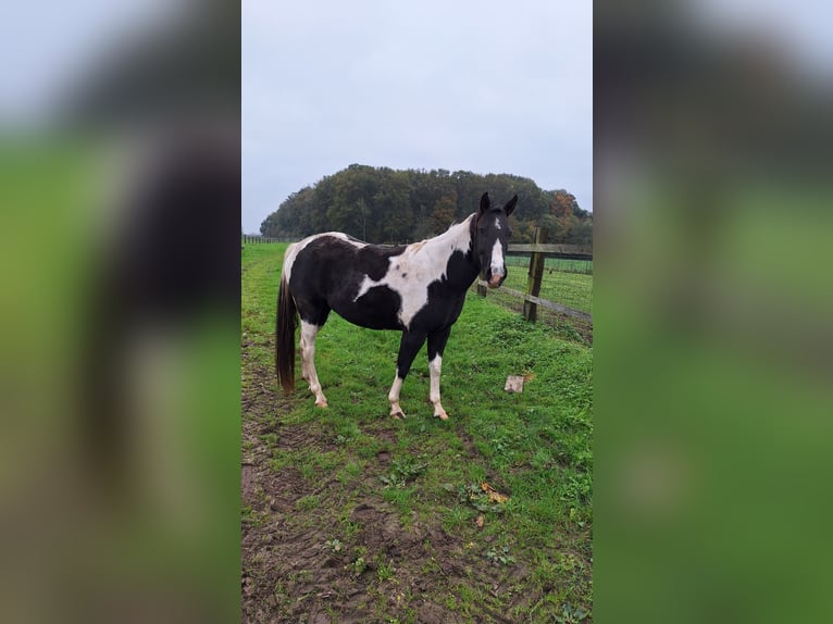 Paint Horse Yegua 4 años 153 cm in Gavere