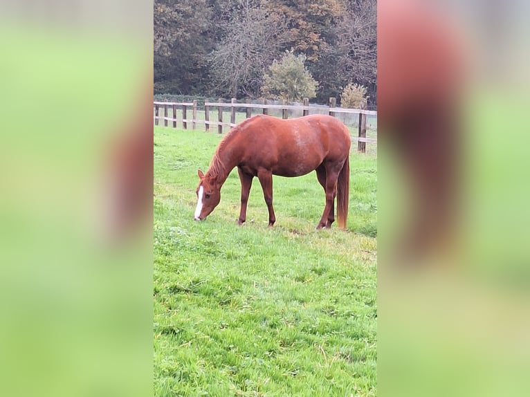 Paint Horse Yegua 4 años 153 cm in Gavere