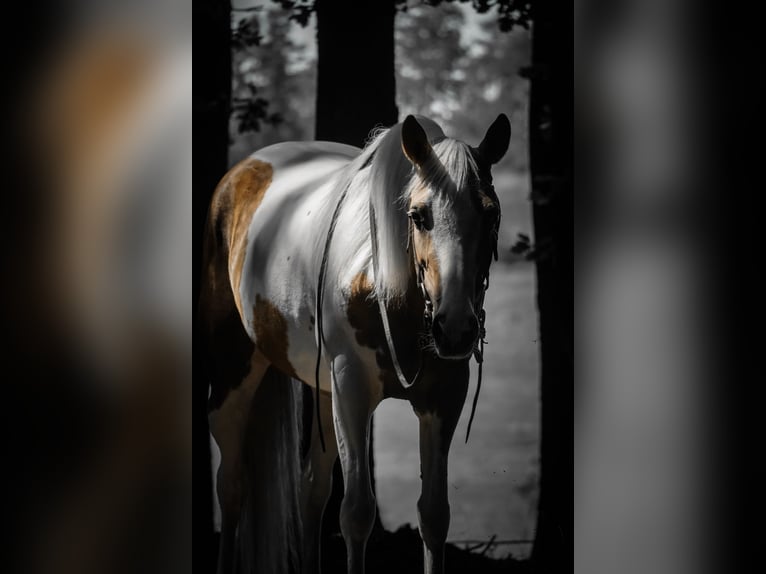 Paint Horse Mestizo Yegua 4 años 154 cm Pío in Nettersheim