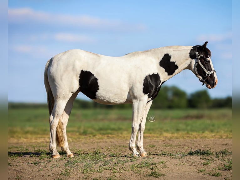 Paint Horse Mestizo Yegua 4 años Tovero-todas las-capas in Iszkaszentgy&#xF6;rgy