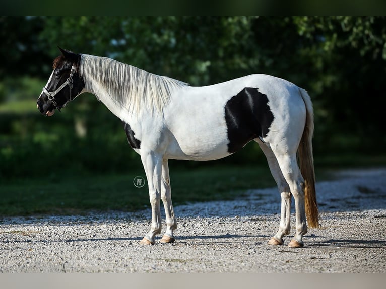 Paint Horse Mestizo Yegua 4 años Tovero-todas las-capas in Iszkaszentgy&#xF6;rgy