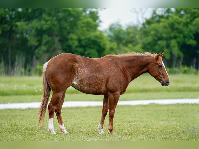 Paint Horse Yegua 5 años 147 cm Alazán rojizo in Kaufman