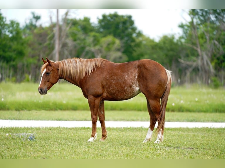 Paint Horse Yegua 5 años 147 cm Alazán rojizo in Kaufman