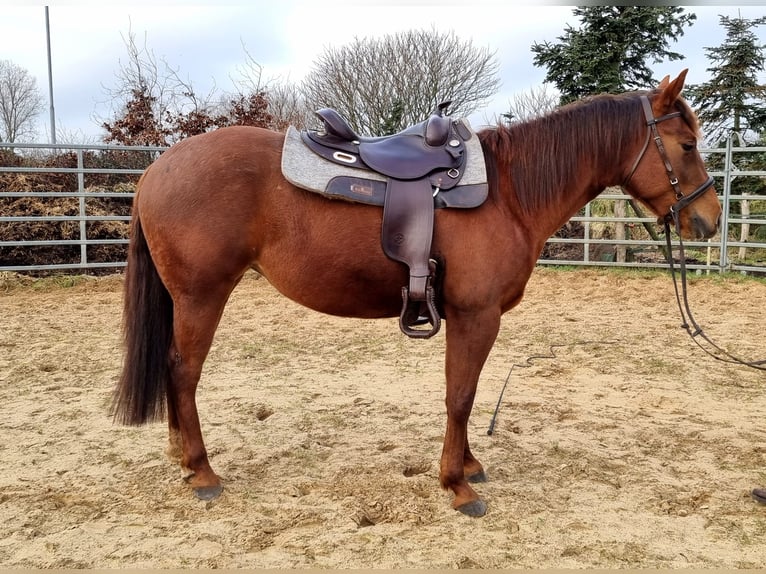 Paint Horse Yegua 5 años 150 cm Alazán-tostado in Maarheeze