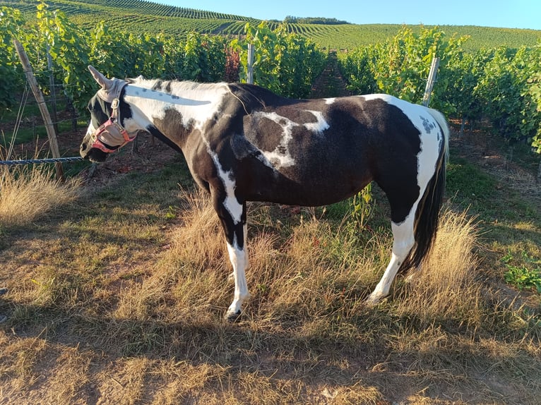 Paint Horse Yegua 6 años 140 cm Tobiano-todas las-capas in Langenlonsheim