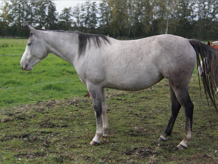 Paint Horse Yegua 6 años 150 cm Tordo in Treuenbrietzen Paint Horse Yegua 6 años 150 cm Tordo in Treuenbrietzen